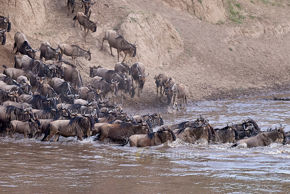 Wildebeests crossing Maara river