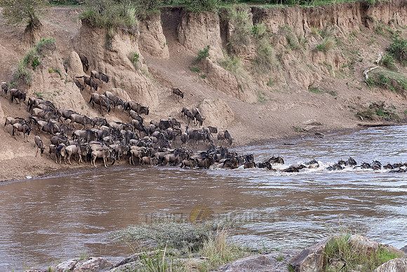 Wildebeests crossing Maara river