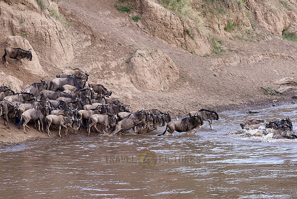 Wildebeests crossing Maara river