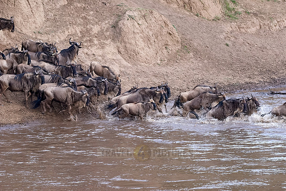 Wildebeests crossing Maara river