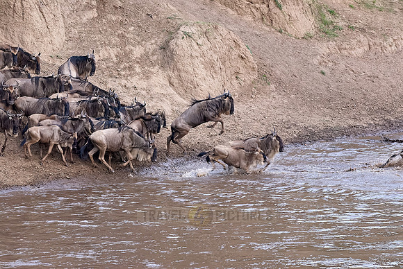 Wildebeests crossing Maara river