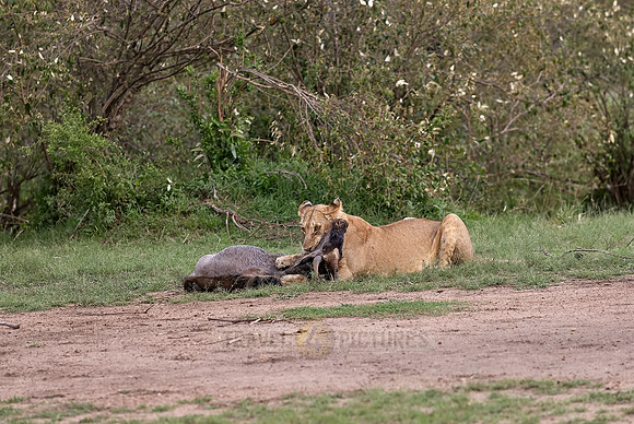 lioness kills wilderbeest