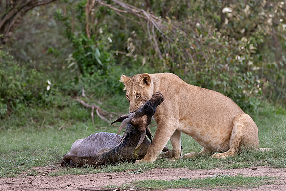 lioness kills wilderbeest