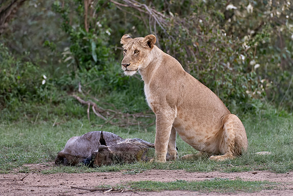 lioness kills wilderbeest