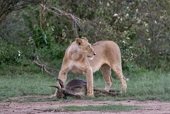 lioness kills wilderbeest