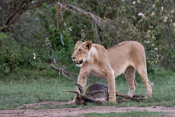 lioness kills wilderbeest