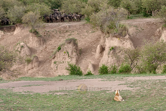 lioness waiting for wildebeest crossing Mara River