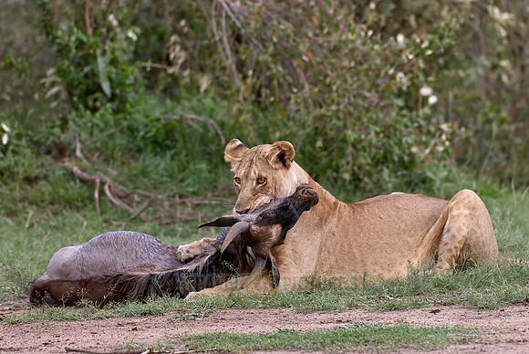 lioness kills wilderbeest