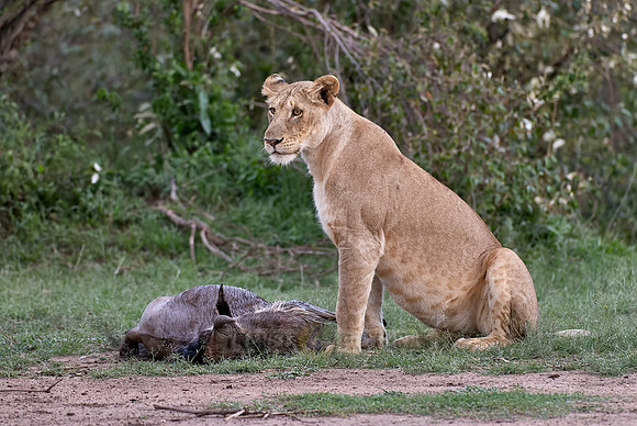 lioness kills wilderbeest