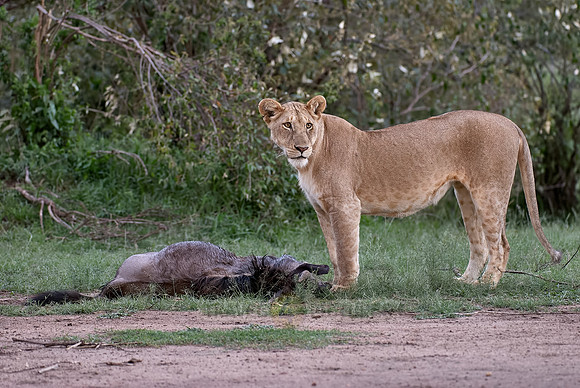 lioness kills wilderbeest