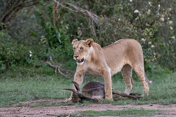 lioness kills wilderbeest
