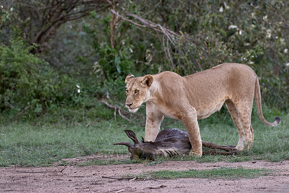 lioness kills wilderbeest