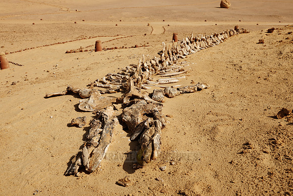 petrified skeleton of a whale