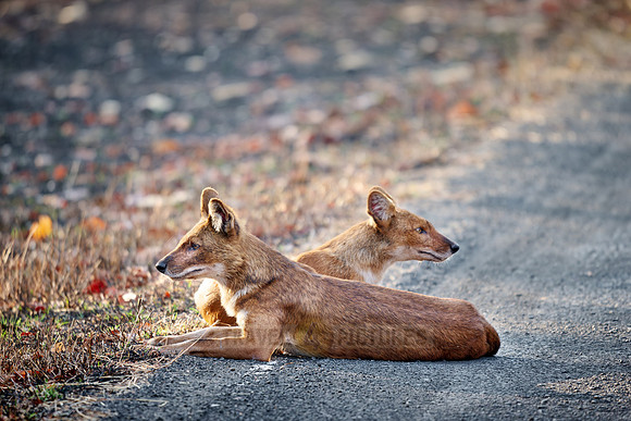 pack of dhole (Cuon alpinus) or indian wild dog