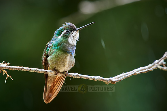 male white-throated mountaingem or white-throated mountain-gem (Lampornis castaneoventris)