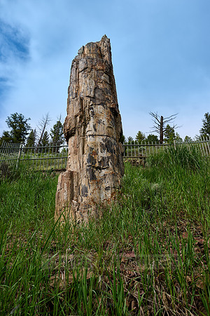 Petrified Tree, Yellowstone National Park