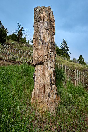 Petrified Tree, Yellowstone National Park