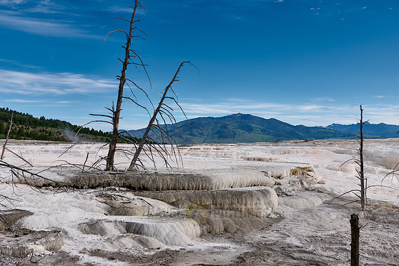 Canary Spring, Mammoth Hot Springs, Yellowstone National Park