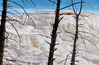 Canary Spring, Mammoth Hot Springs, Yellowstone National Park
