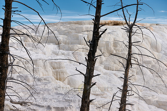 Canary Spring, Mammoth Hot Springs, Yellowstone National Park