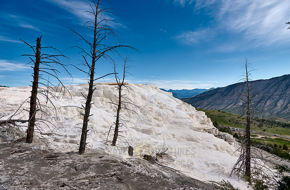 Canary Spring, Mammoth Hot Springs, Yellowstone National Park