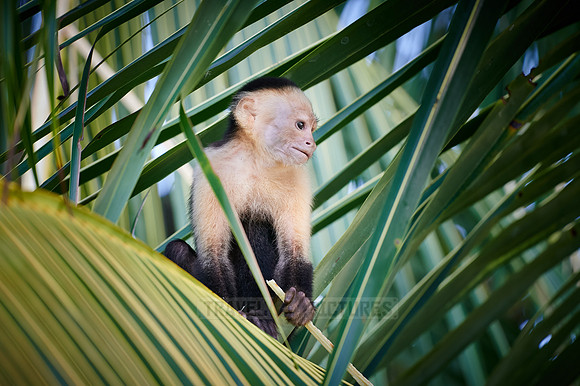 Panamanian white-faced capuchin (Cebus imitator)|