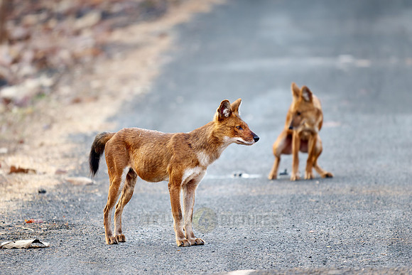 pack of dhole (Cuon alpinus) or indian wild dog