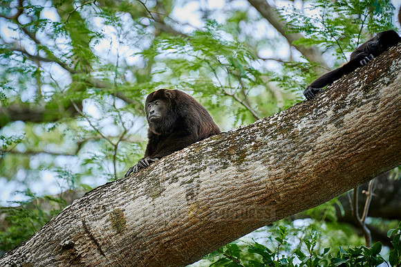 mantled howler (Alouatta palliata)