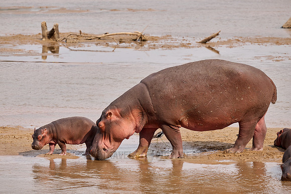 herd of hippos (Hippopotamus amphibius) with babys in Luangwa river