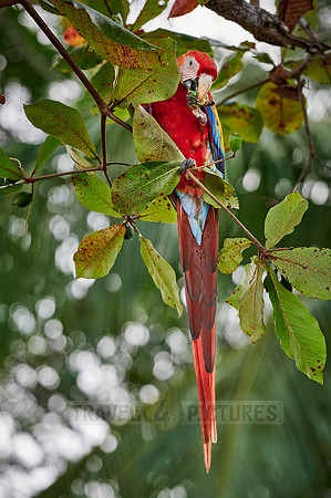 Scarlet macaw (Ara macao)
