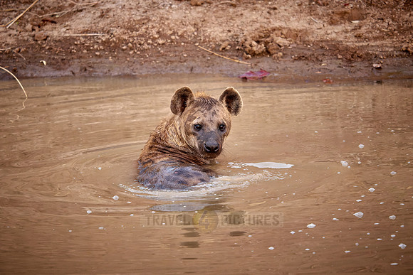 spotted hyena (Crocuta crocuta) taking a bath