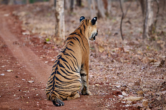 Bengal tiger (Panthera tigris tigris)