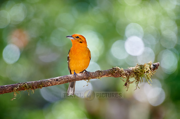 male Flame-colored Tanager (Piranga bidentata)