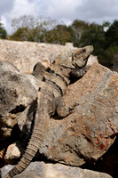 Black Spiny-tailed Iguana or Black Iguana