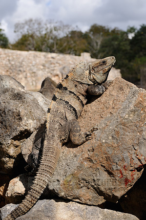 Black Spiny-tailed Iguana or Black Iguana
