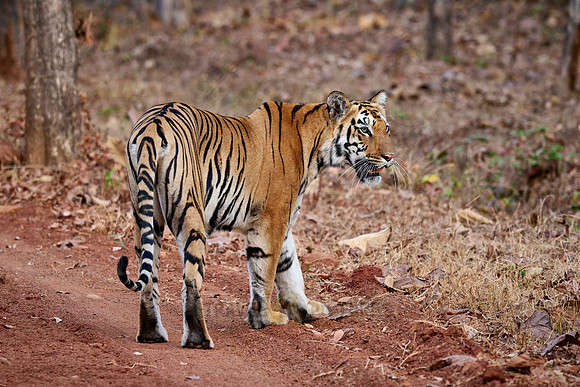 Bengal tiger (Panthera tigris tigris)