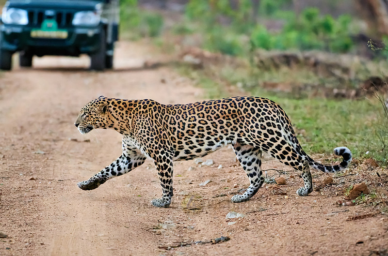Indian leopard (Panthera pardus fusca)