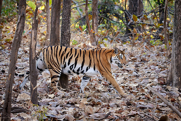 Bengal tiger (Panthera tigris tigris)