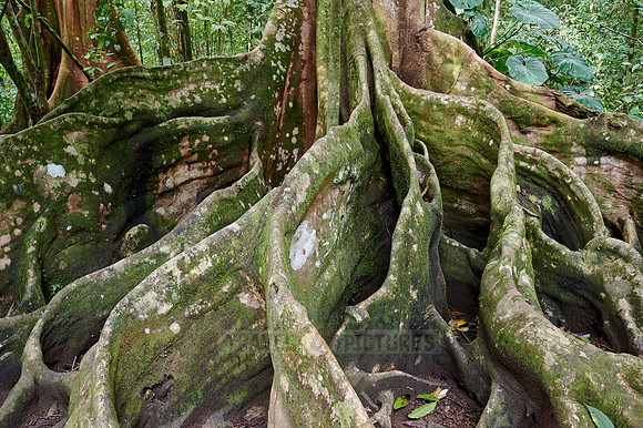 buttress root of a jungle giant Ceiba tree