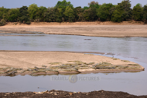 Large group of Nile crocodiles (Crocodylus niloticus) on a sandbank of the Luangwa River