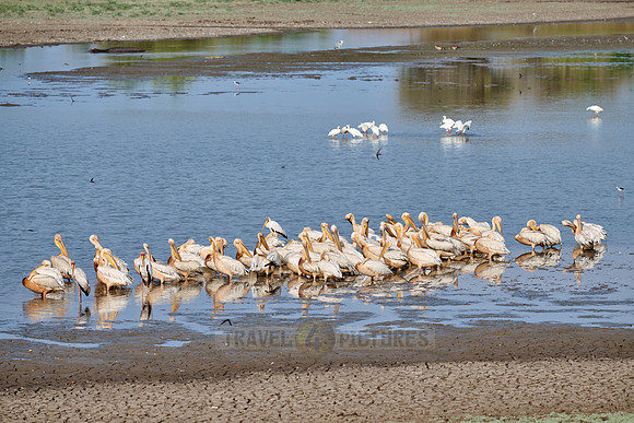 great white pelican (Pelecanus onocrotalus)