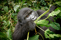 young eating mountain gorilla
