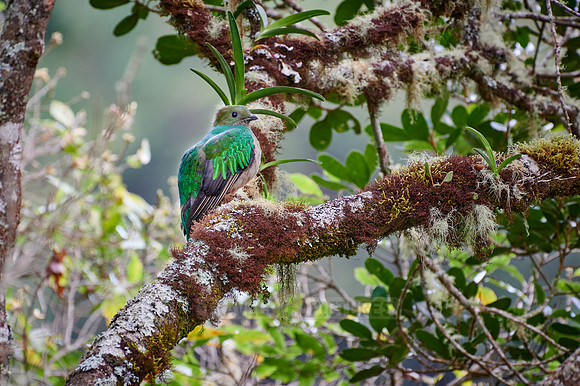 female Resplendent quetzal on a wild avocado tree