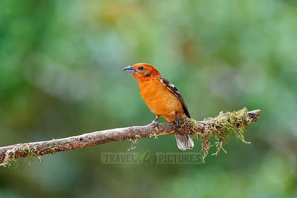 male Flame-colored Tanager (Piranga bidentata)