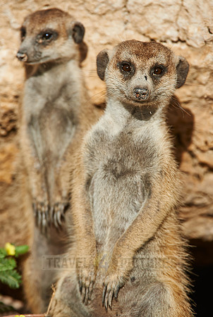 meerkat or suricate, Suricata suricatta