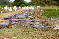 huge group yacare caiman