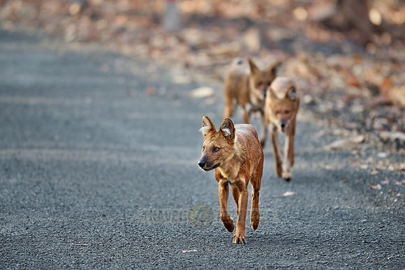 pack of dhole (Cuon alpinus) or indian wild dog
