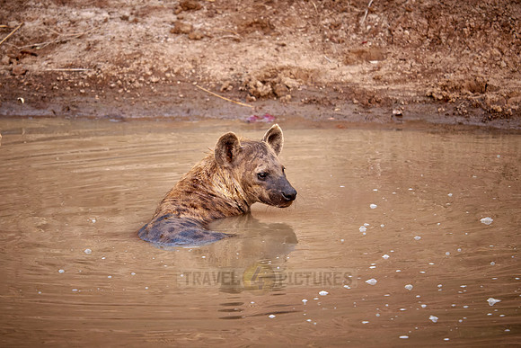 spotted hyena (Crocuta crocuta) taking a bath