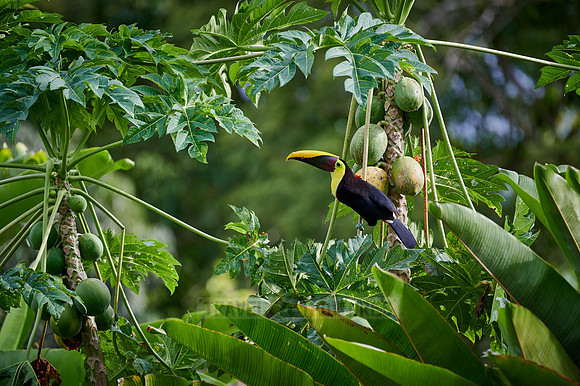 chestnut-mandibled toucan or Swainson's toucan steeling Papaya