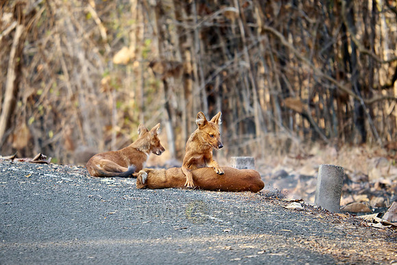 pack of dhole (Cuon alpinus) or indian wild dog